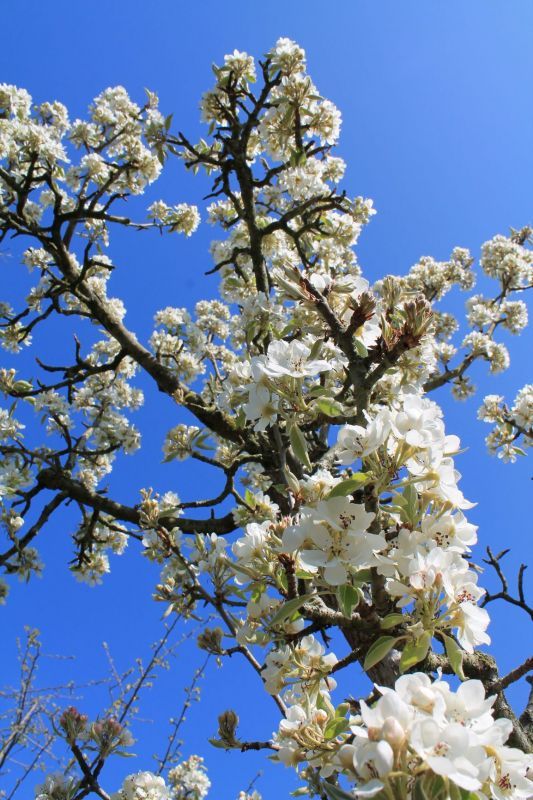 perenboom-conference- Volwassen Perenboom 'Conference' | Hoogstam