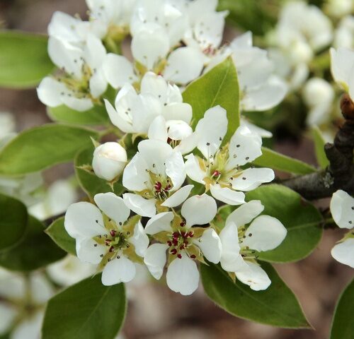 Jonge Perenboom 'Conference' | Halfstam