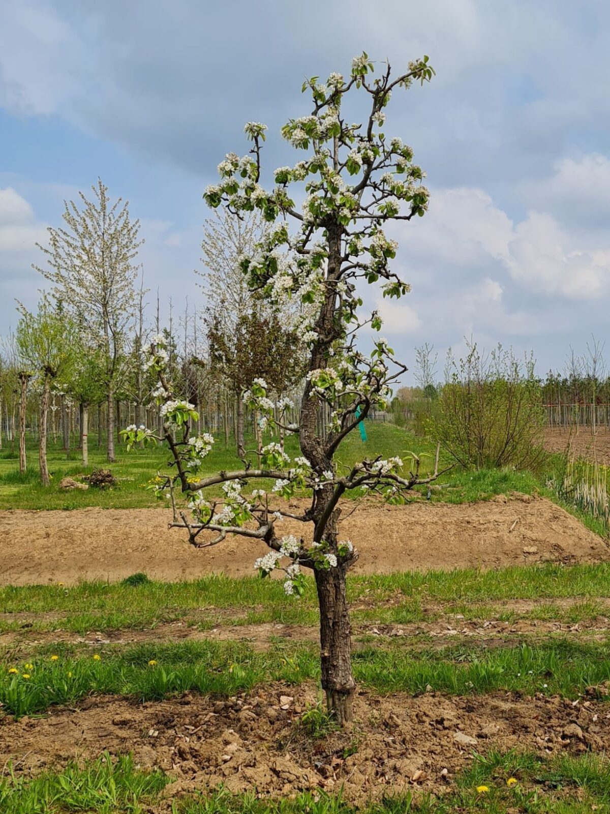 Volwassen Perenboom 'Conference' | Halfstam