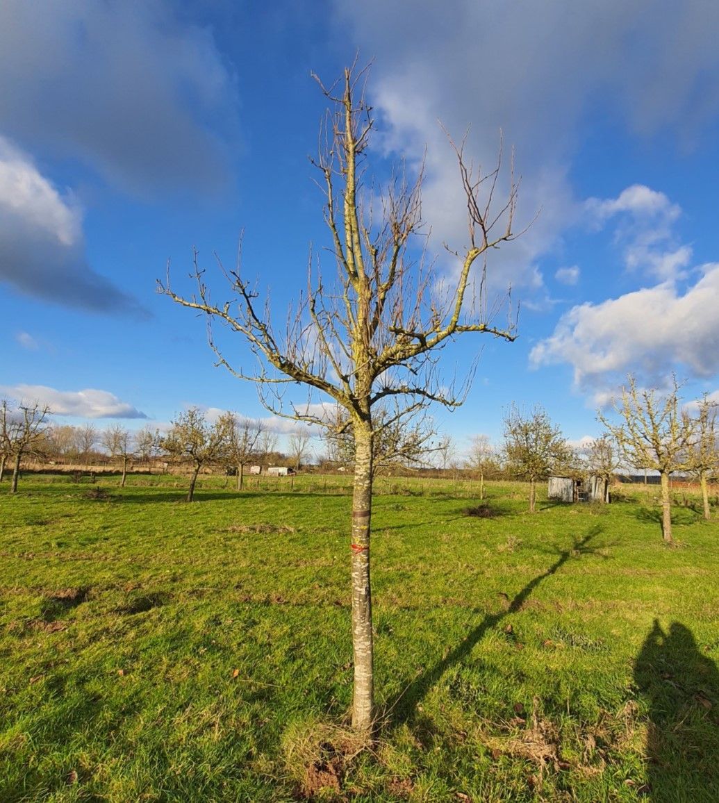 Jonge Perenboom 'Conference' | Halfstam