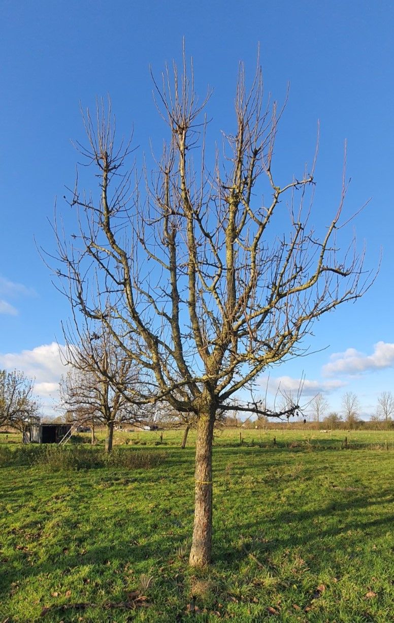 Jonge Perenboom 'Conference' | Halfstam