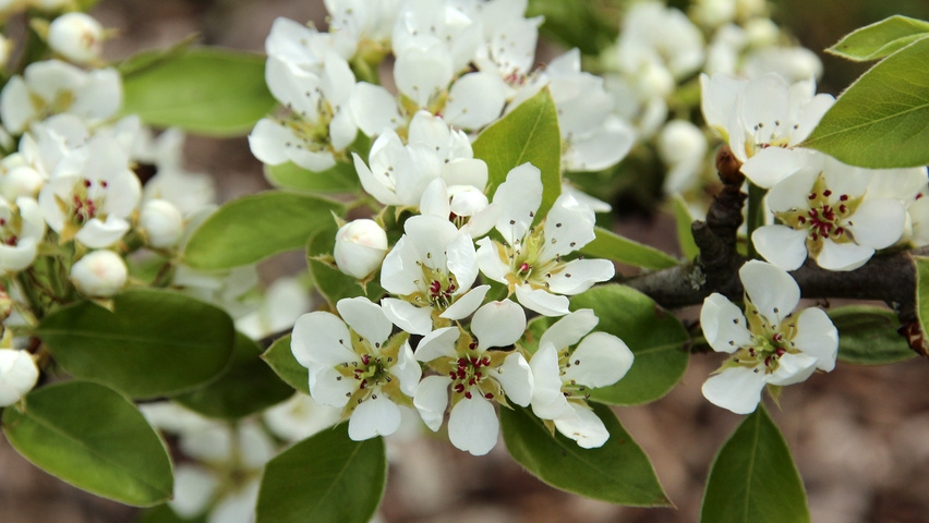 Jonge Perenboom 'Conference' | Hoogstam