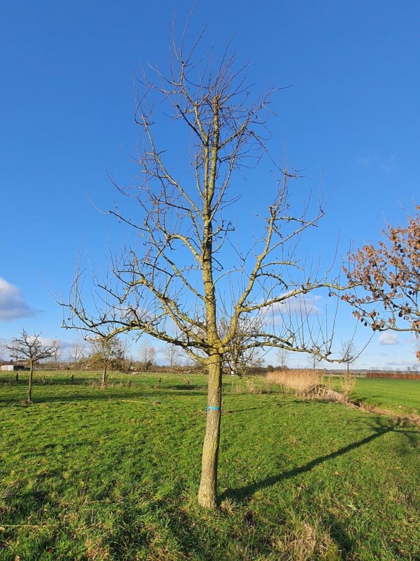 Volwassen Perenboom 'Conference' | Halfstam