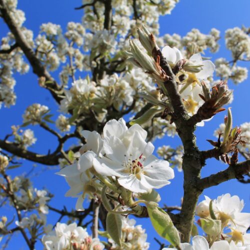 Volwassen Perenboom 'Conference' | Hoogstam