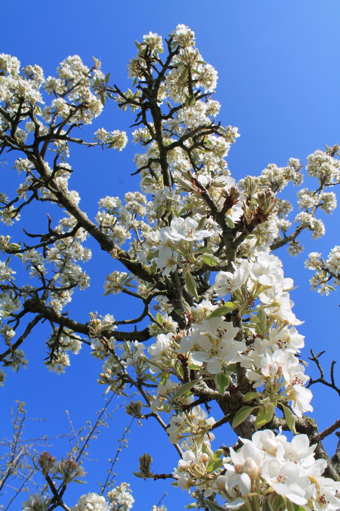 Volwassen Perenboom 'Conference' | Hoogstam