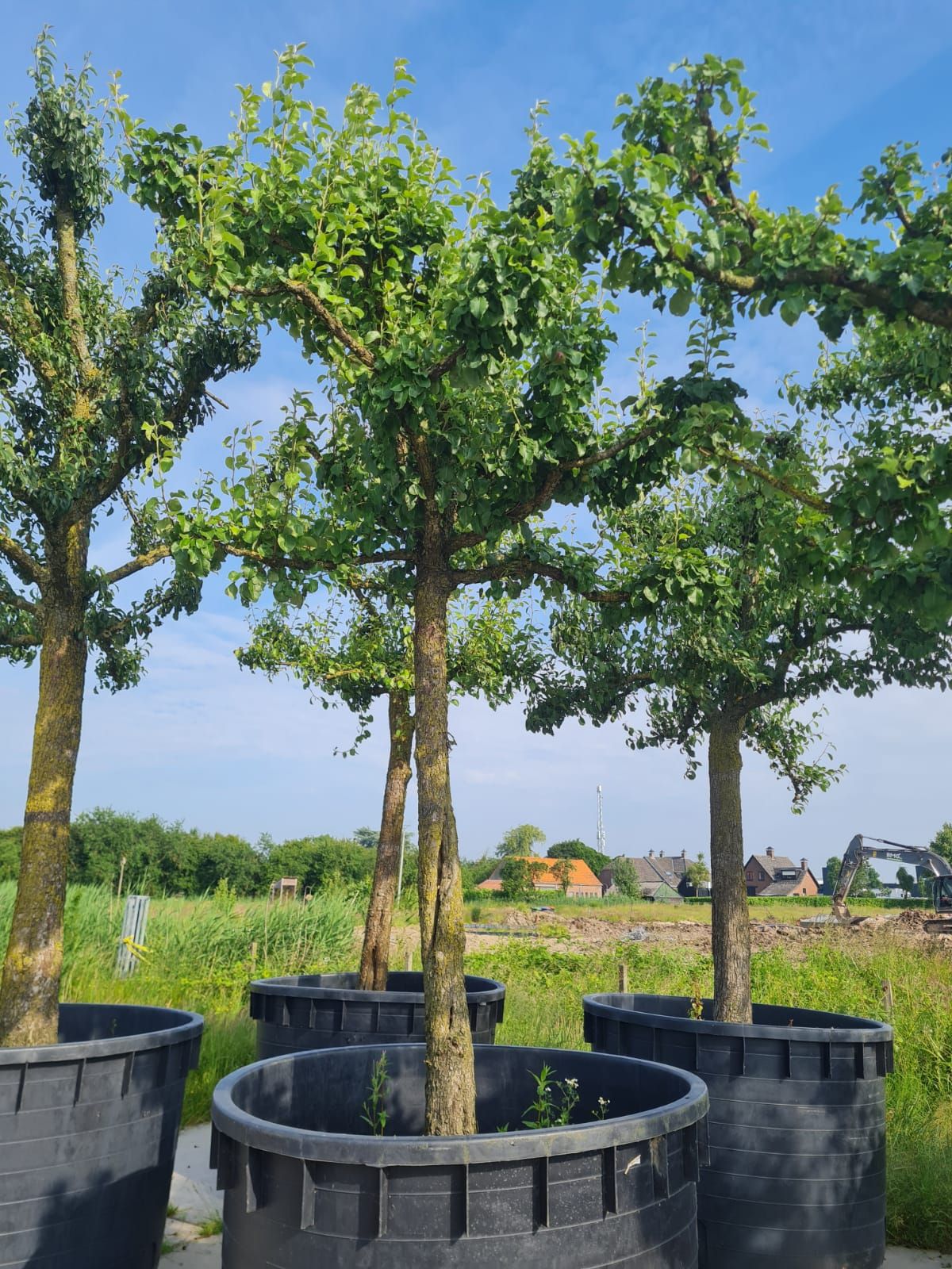 Jonge Perenboom 'Gieser wildeman' | Hoogstam