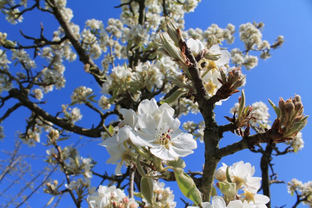 Jonge Perenboom 'Gieser wildeman' | Hoogstam