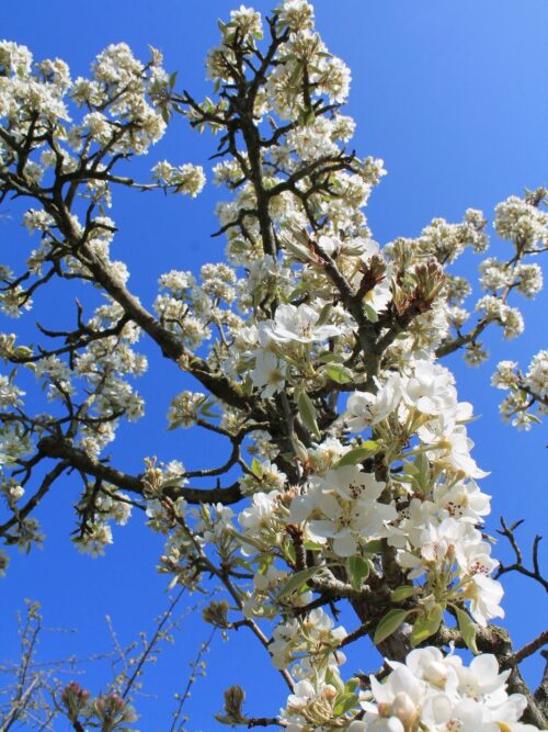 Perenboom 'Gieser wildeman' | Halfstam