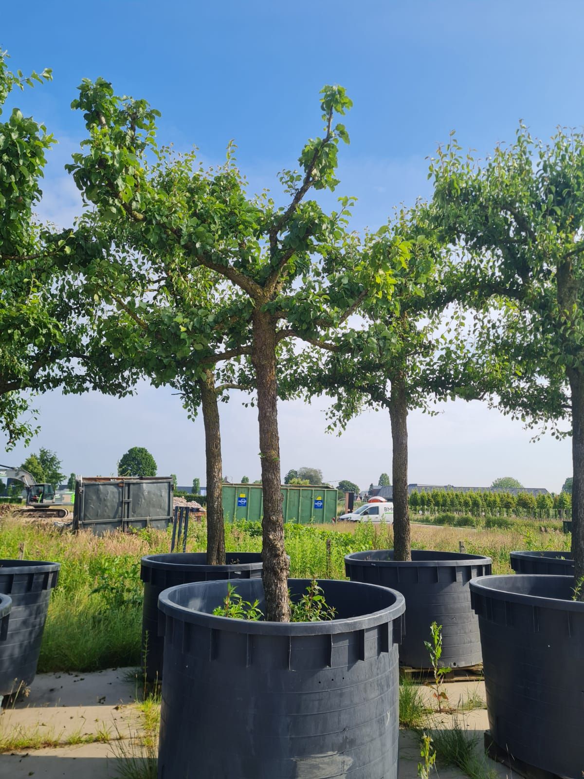 Volwassen Perenboom 'Gieser wildeman' | Hoogstam