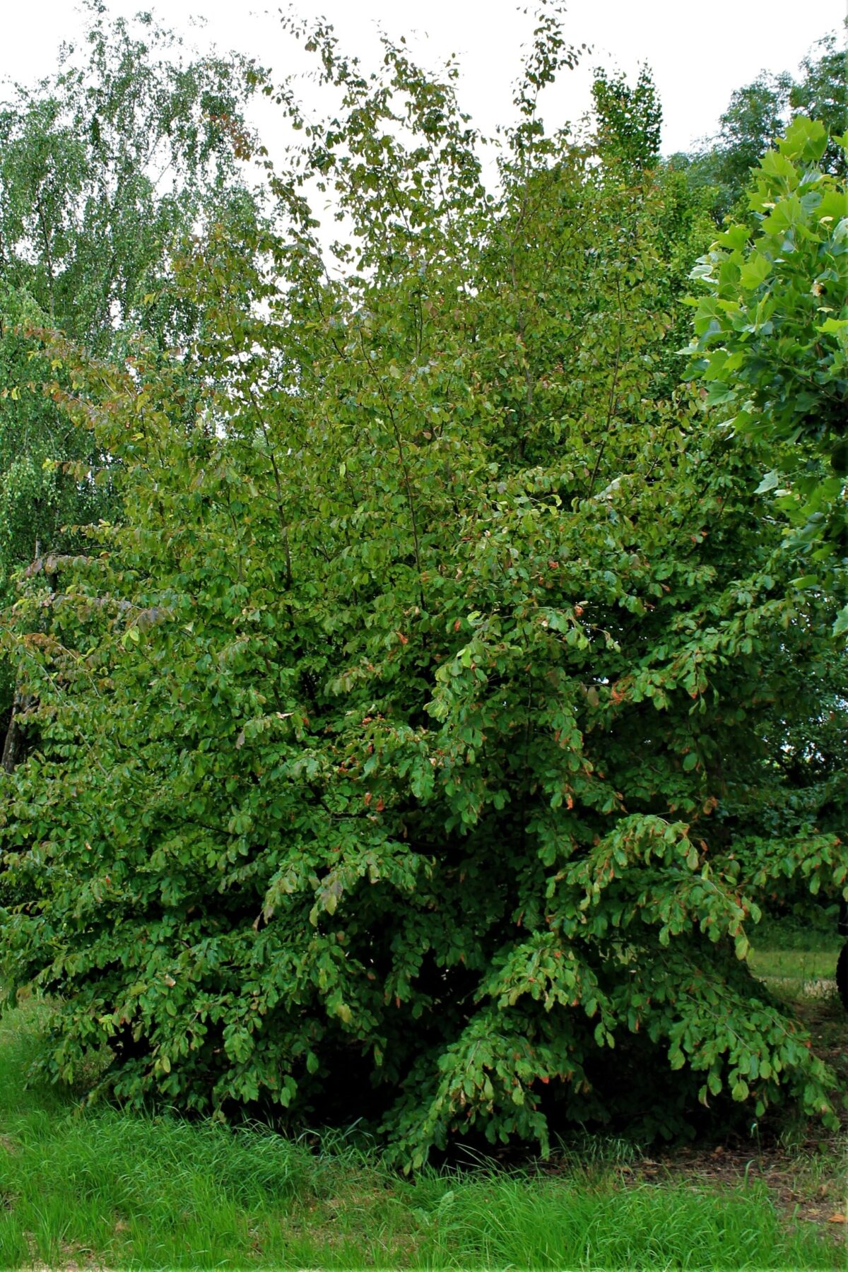 perzisch-ijzerhout Volwassen Perzische ijzerhoutboom | Meerstammig