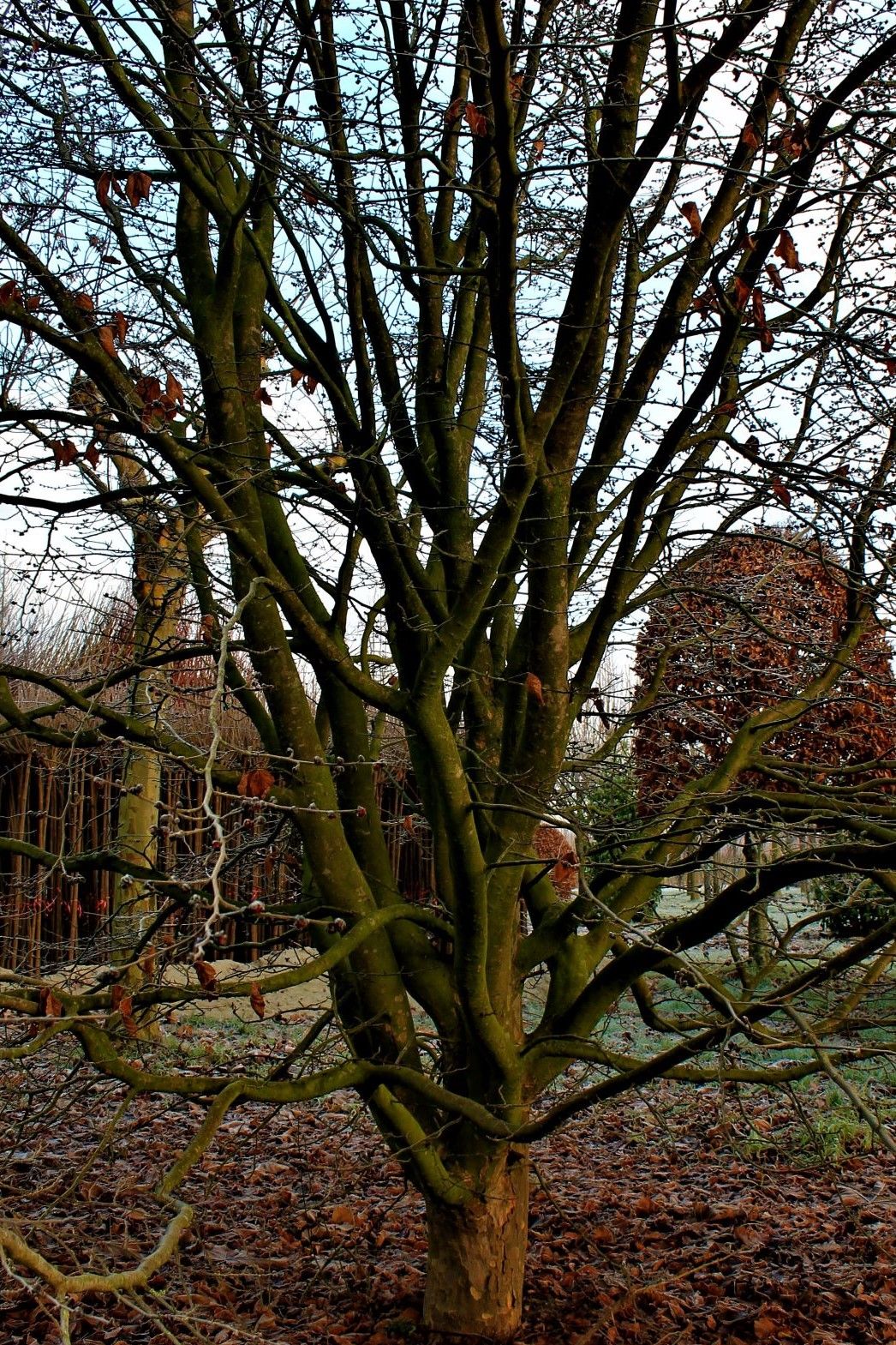 perzisch-ijzerhout Volwassen Perzische ijzerhoutboom | Meerstammig