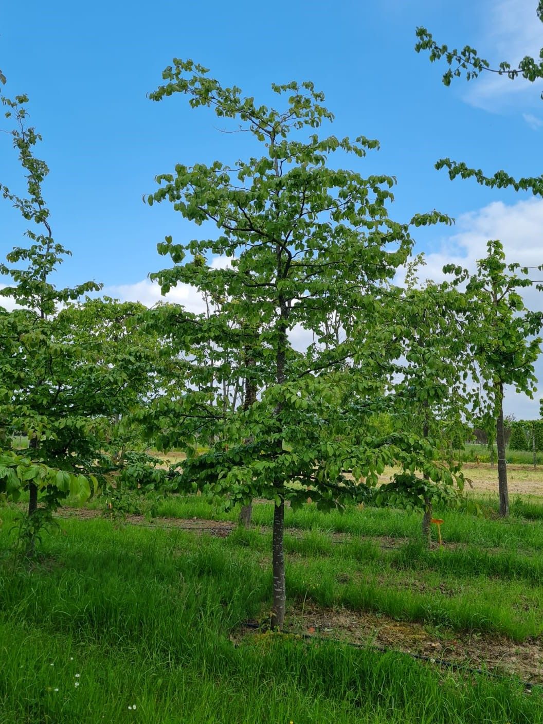 perzisch-ijzerhout Jonge Perzische ijzerhoutboom | Halfstam