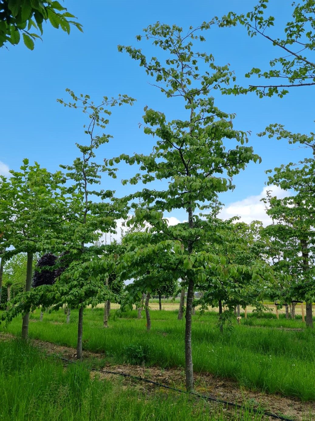 perzisch-ijzerhout Jonge Perzische ijzerhoutboom | Halfstam