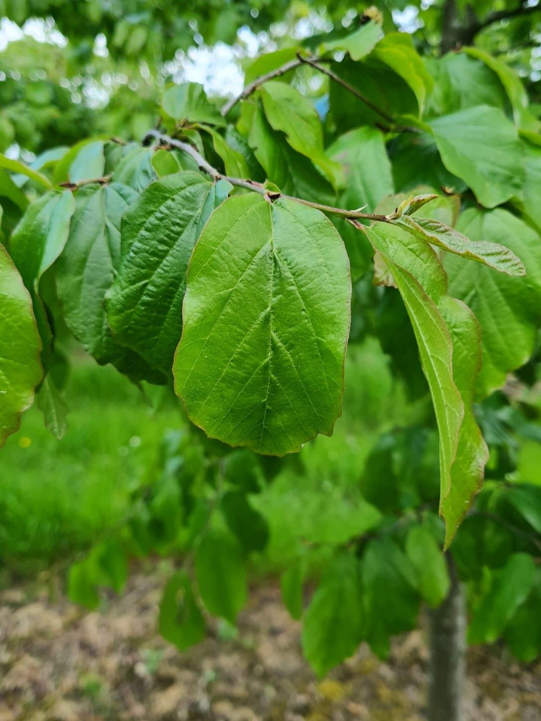 perzisch-ijzerhout Jonge Perzische ijzerhoutboom | Halfstam