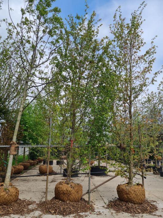 perzisch-ijzerhout Jonge Perzische ijzerhoutboom | Halfstam