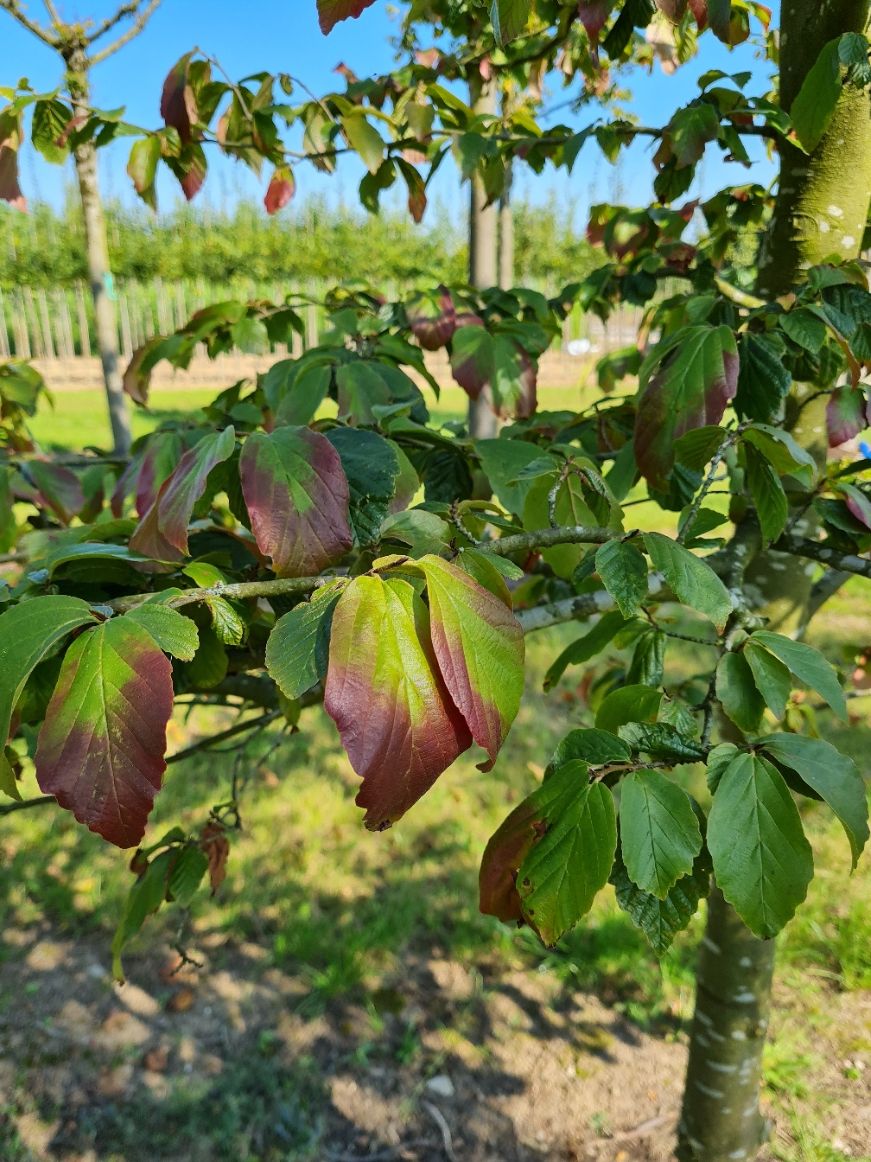 perzisch-ijzerhout Volwassen Perzische ijzerhoutboom | Hoogstam
