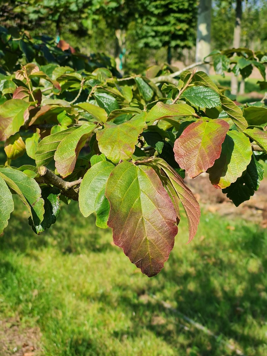 perzisch-ijzerhout Volwassen Perzische ijzerhoutboom | Hoogstam