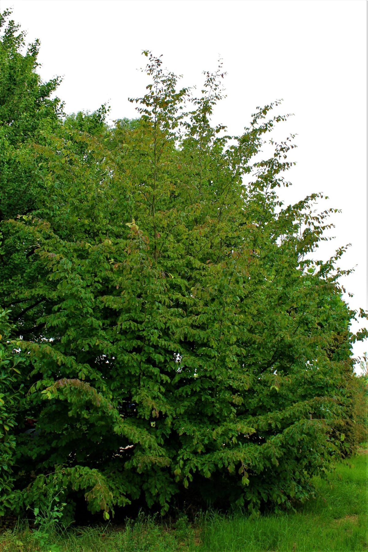 perzisch-ijzerhout Volwassen Perzische ijzerhoutboom | Meerstammig