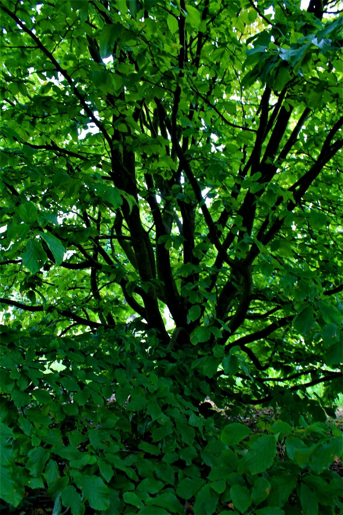 perzisch-ijzerhout Volwassen Perzische ijzerhoutboom | Meerstammig