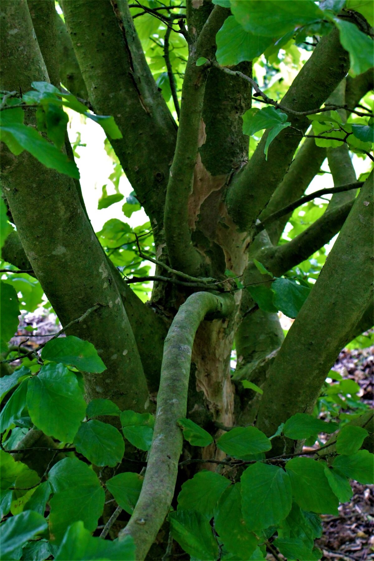 perzisch-ijzerhout Volwassen Perzische ijzerhoutboom | Meerstammig