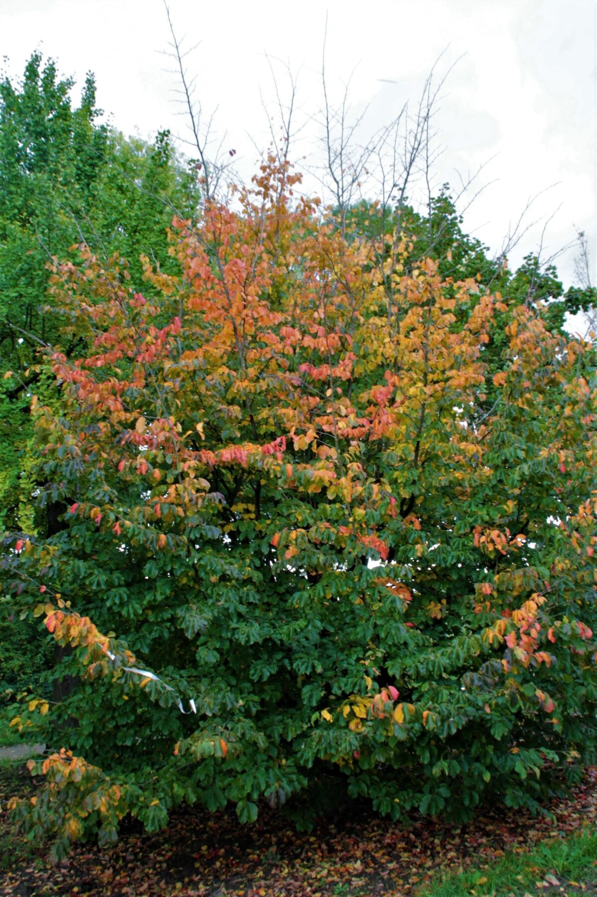 perzisch-ijzerhout Volwassen Perzische ijzerhoutboom | Meerstammig