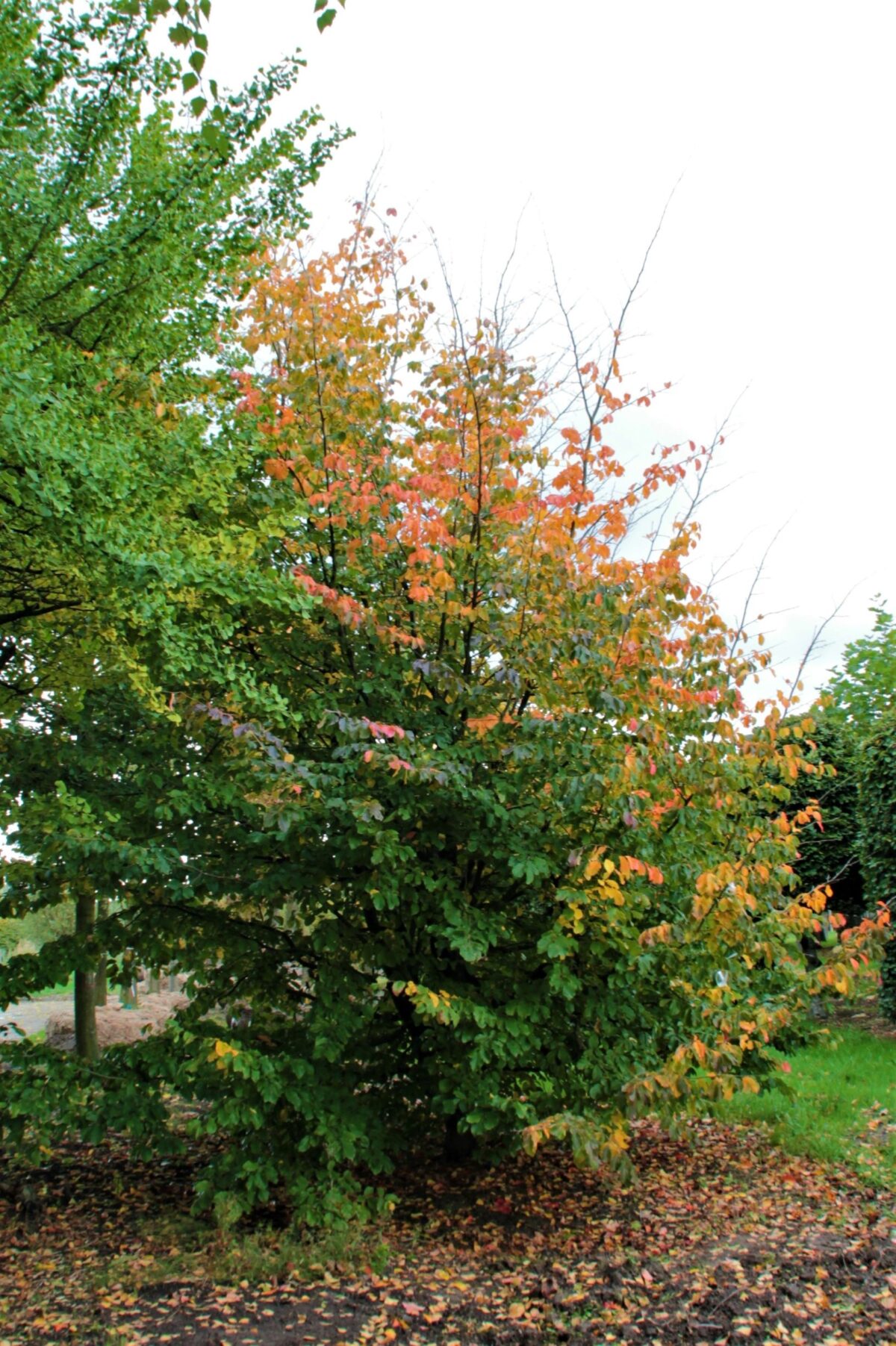 perzisch-ijzerhout Volwassen Perzische ijzerhoutboom | Meerstammig