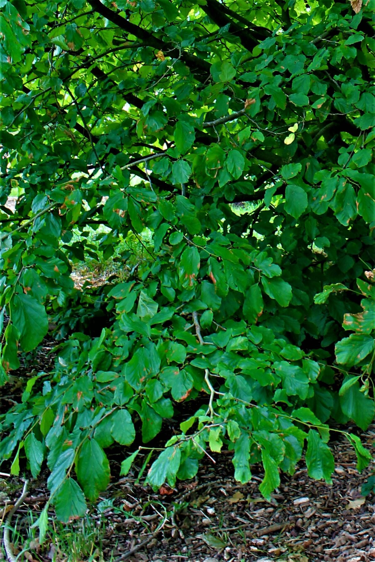 perzisch-ijzerhout Volwassen Perzische ijzerhoutboom | Meerstammig