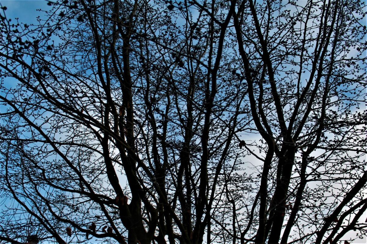 perzisch-ijzerhout Volwassen Perzische ijzerhoutboom | Meerstammig