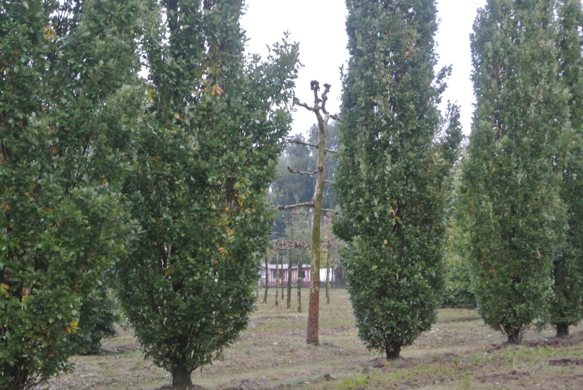 Piramide eik | Laagstam