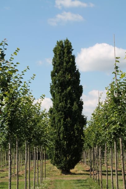 Volwassen Piramide eik | Laagstam