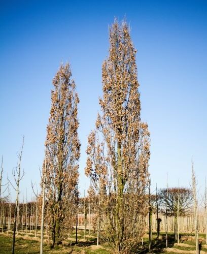 Volwassen Piramide eik | Laagstam