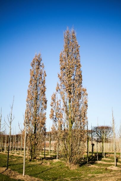 Volwassen Piramide eik | Laagstam