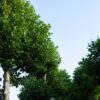 plataan Volwassen Plataan | Hoogstam