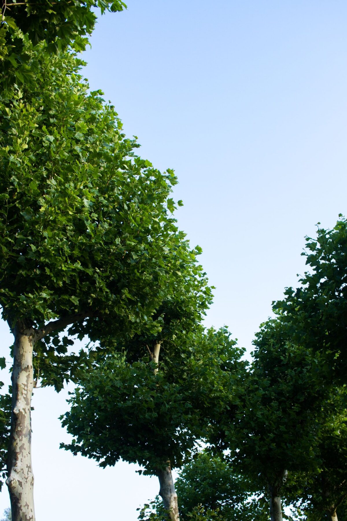 plataan Volwassen Plataan | Hoogstam