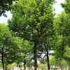 plataan Volwassen Plataan | Hoogstam