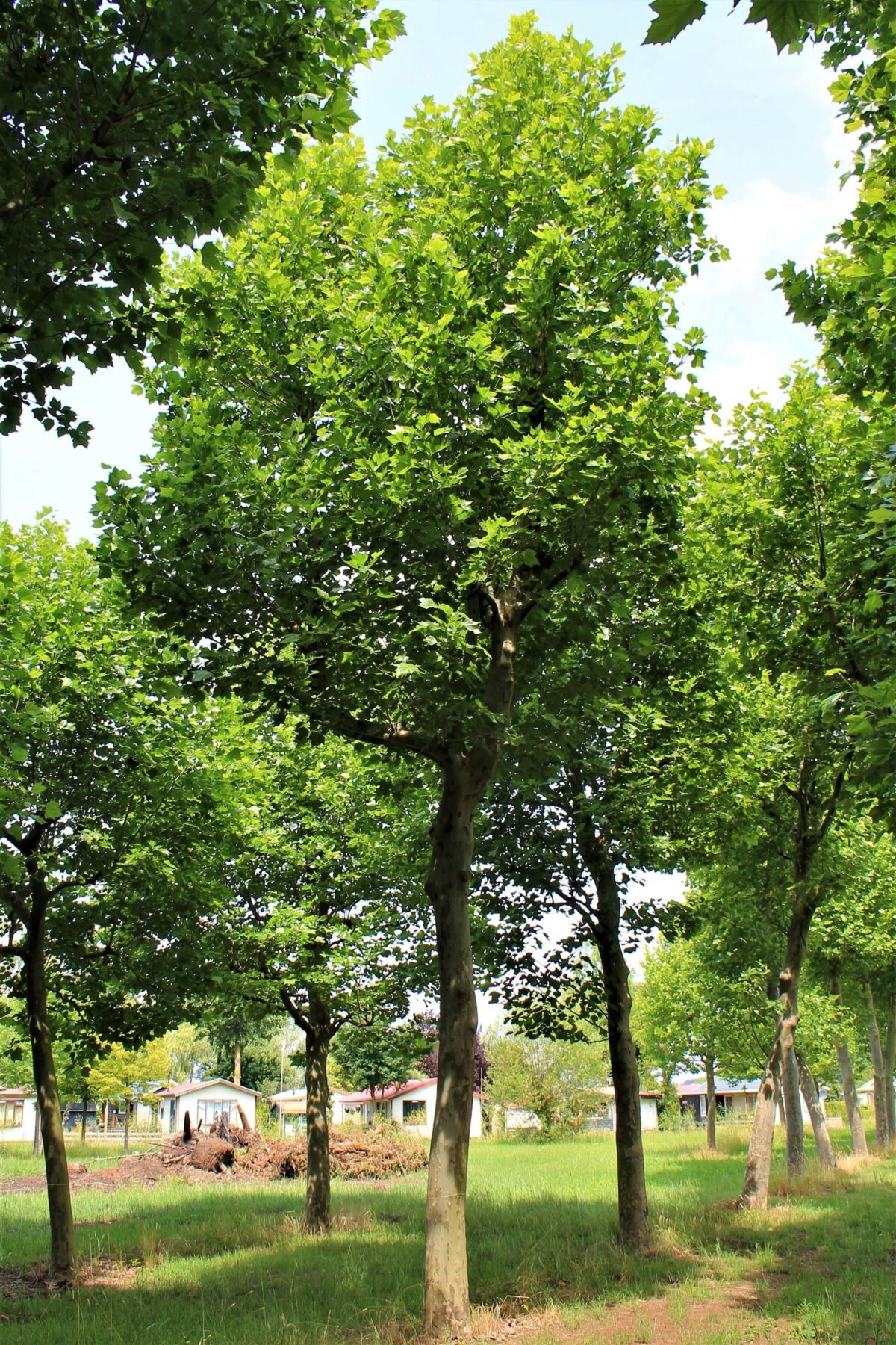 plataan Volwassen Plataan | Hoogstam