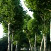 plataan Volwassen Plataan | Hoogstam