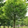 plataan Volwassen Plataan | Hoogstam