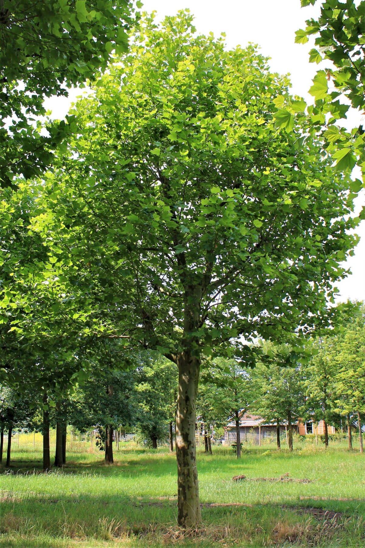 plataan Volwassen Plataan | Hoogstam