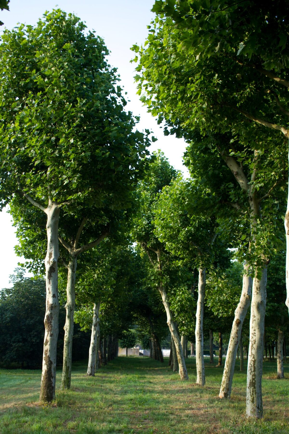 plataan Volwassen Plataan | Hoogstam