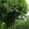 plataan Volwassen Plataan | Hoogstam