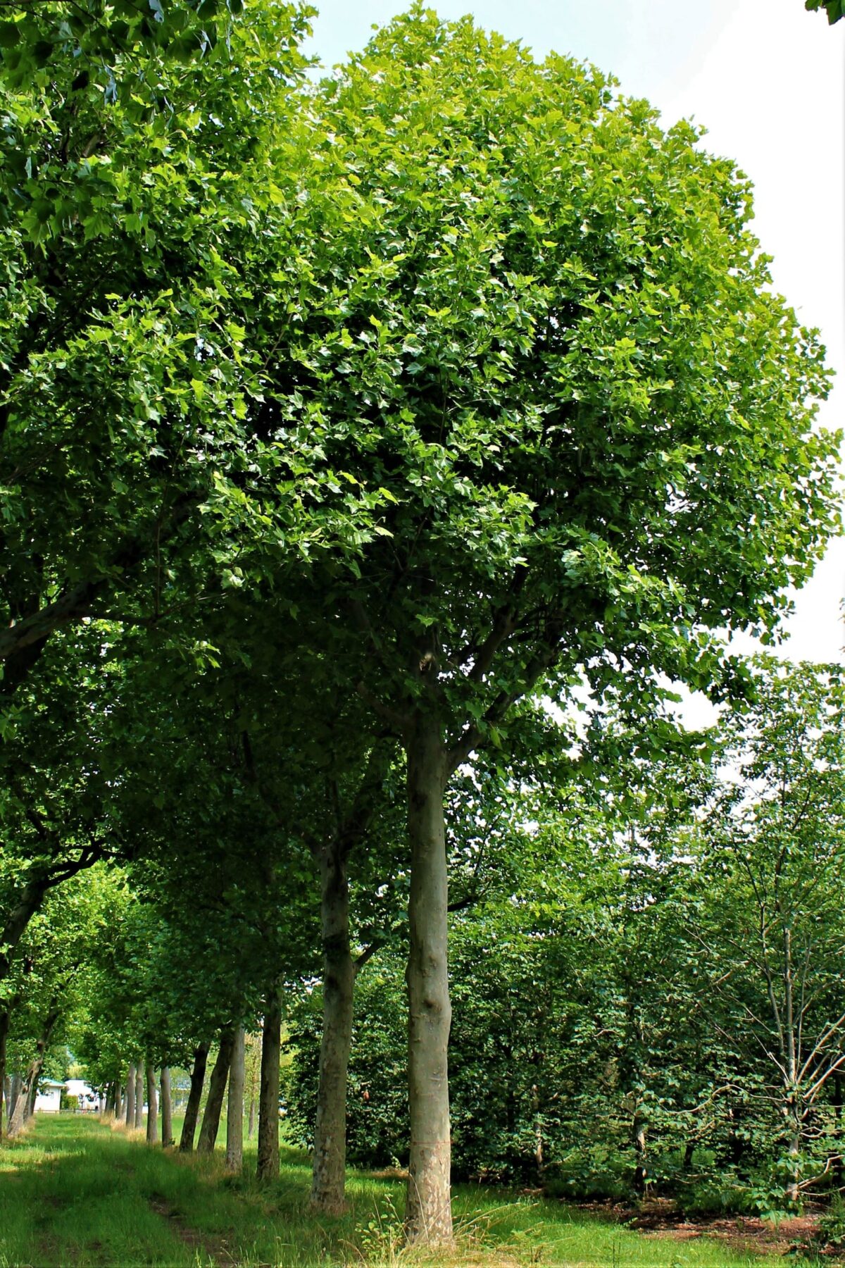 plataan Volwassen Plataan | Hoogstam