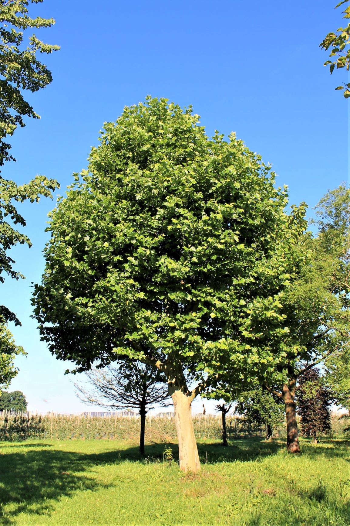 plataan Volwassen Plataan | Hoogstam