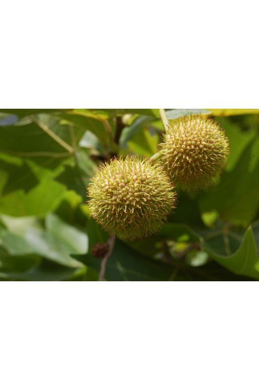 plataan Volwassen Plataan | Hoogstam