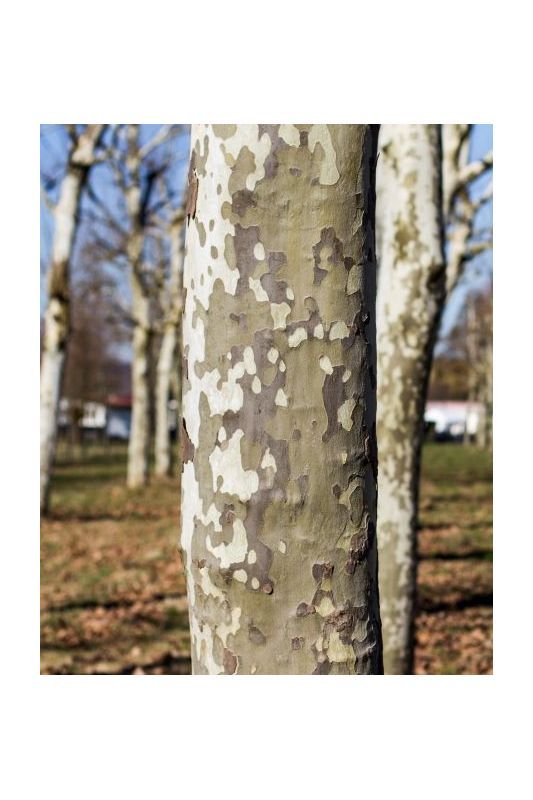 plataan Volwassen Plataan | Hoogstam