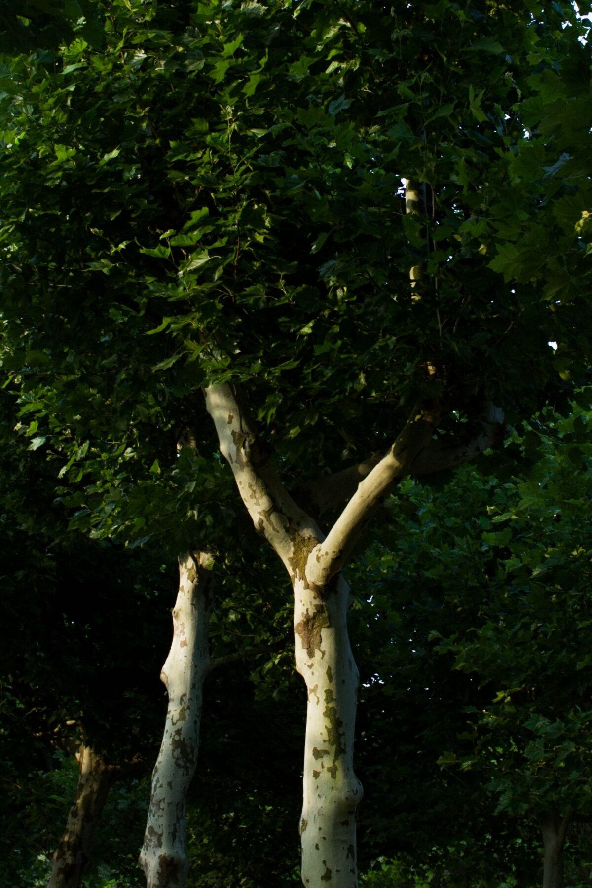 plataan Volwassen Plataan | Hoogstam