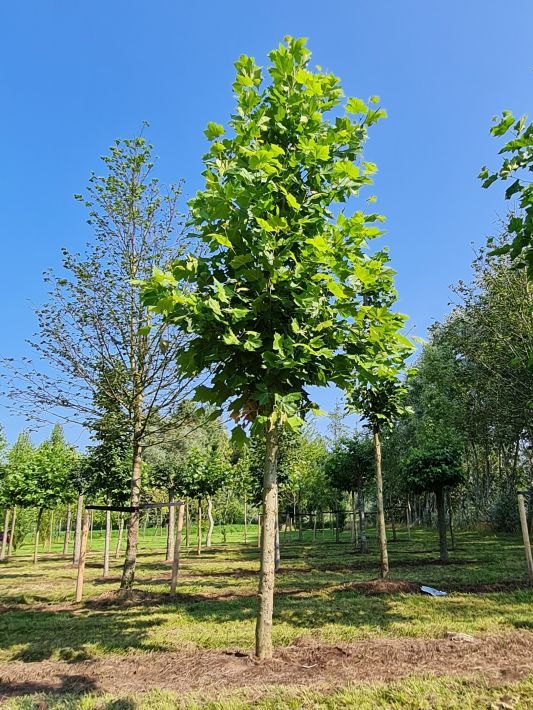 plataan Volwassen Plataan | Hoogstam
