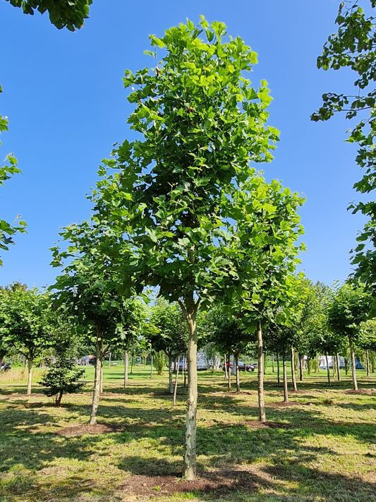plataan Volwassen Plataan | Hoogstam