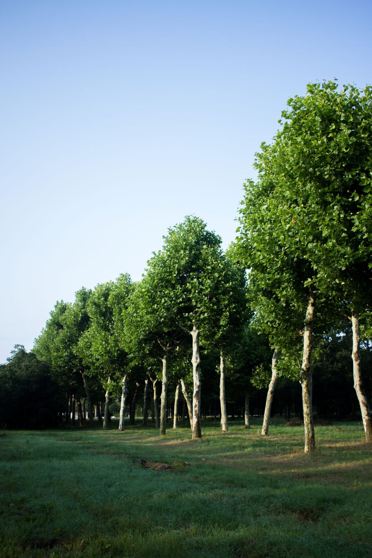 plataan Volwassen Plataan | Hoogstam