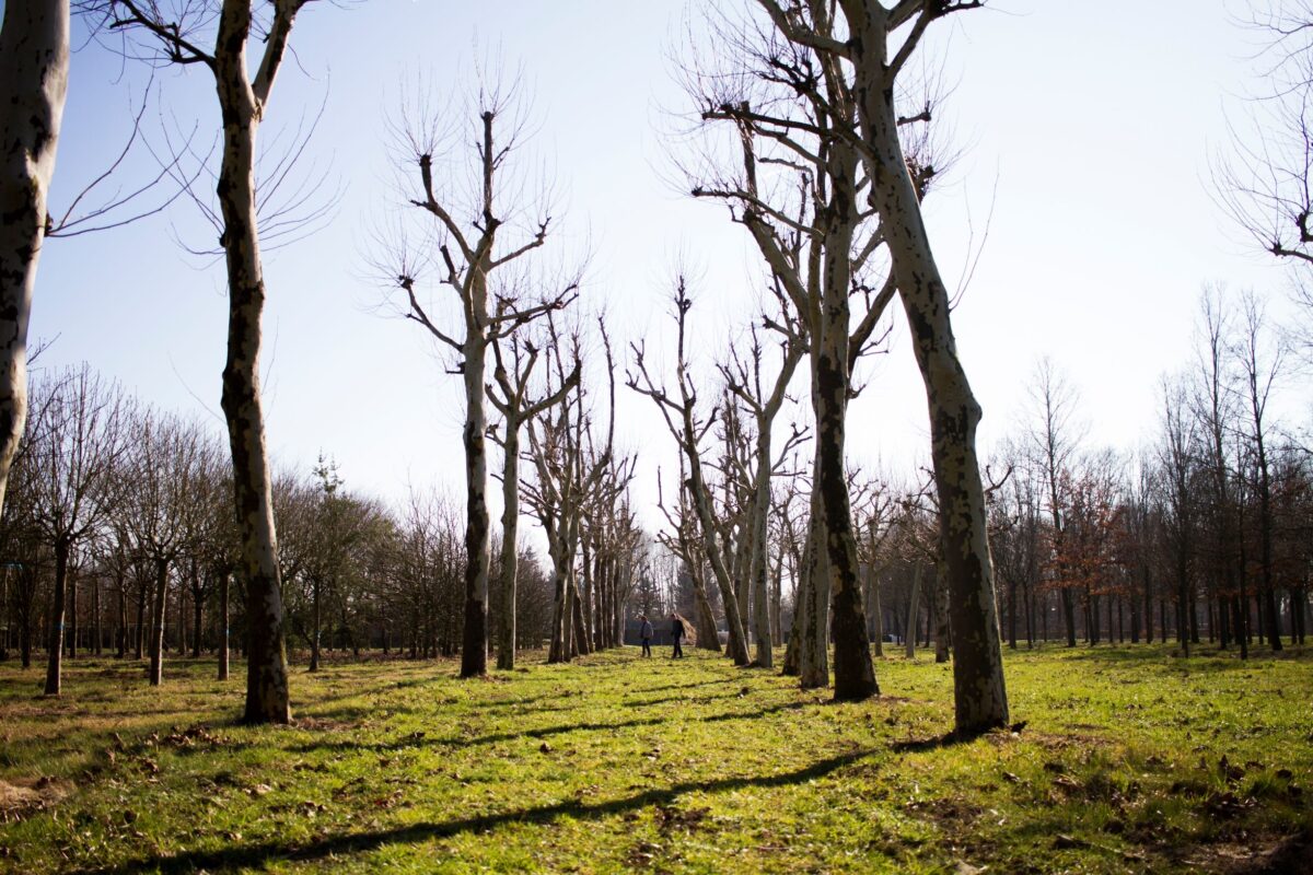plataan Volwassen Plataan | Hoogstam